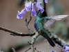 Hummingbird