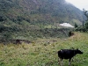 Volcano Tungurahua