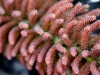 101204_vulcan_tungurahua17