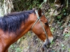 101204_vulcan_tungurahua23