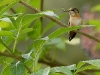 Hummingbird