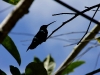 Hummingbird