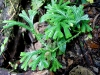 101207_waterfalls22