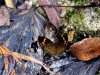 101207_waterfalls33