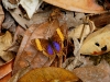 101207_waterfalls37