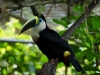 Tucan