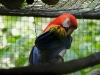 Scarlett macaw