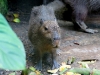 Capybara