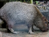 Capybara