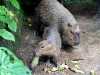 Capybara