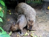 Capybara