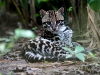 Ocelot
