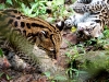 Ocelot