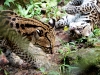 Ocelot