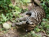 Ocelot