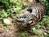 Ocelot