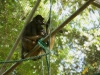 Spidermonkey
