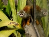 Squirrel monkey