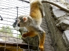 Squirrel monkey