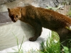 Jaguarundi