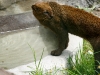 Jaguarundi