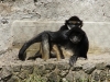 Spidermonkey