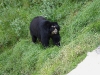 zoo_banos26