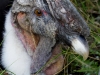 Condor