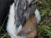 Condor