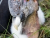 Condor