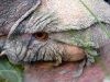 Condor