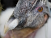 Condor