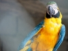Macaw