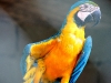 Macaw
