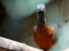 zoo_banos41