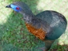 zoo_banos43