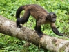 Black capuchin