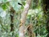 Squirrel monkey