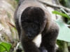 Wooley monkey Dorita