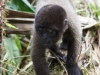 Wooley monkey Dorita