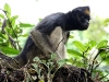 Spider monkey