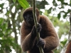 Wooley monkey Milton