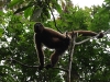 Wooley monkey Milton