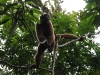 Wooley monkey Milton