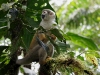 Squirrel monkey