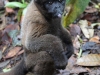 Wooley monkey Dorita