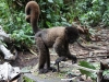 Wooley monkey Dorita