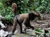 Wooley monkey Dorita