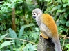 Squirrel monkey