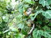 Squirrel monkey